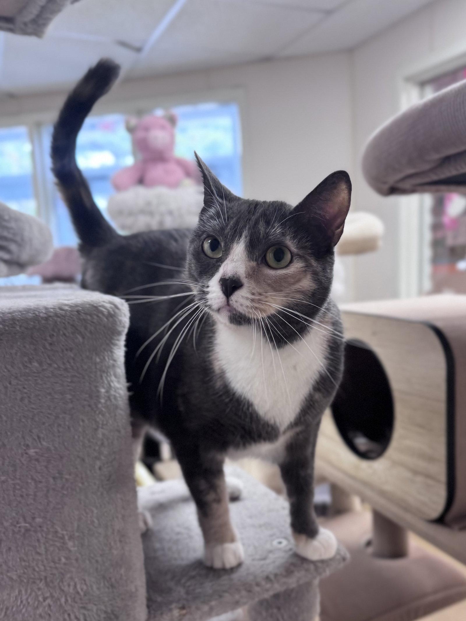 Enlarge Serafina, a Adoptable Domestic Short Hair in Brick, NJ image 2/3