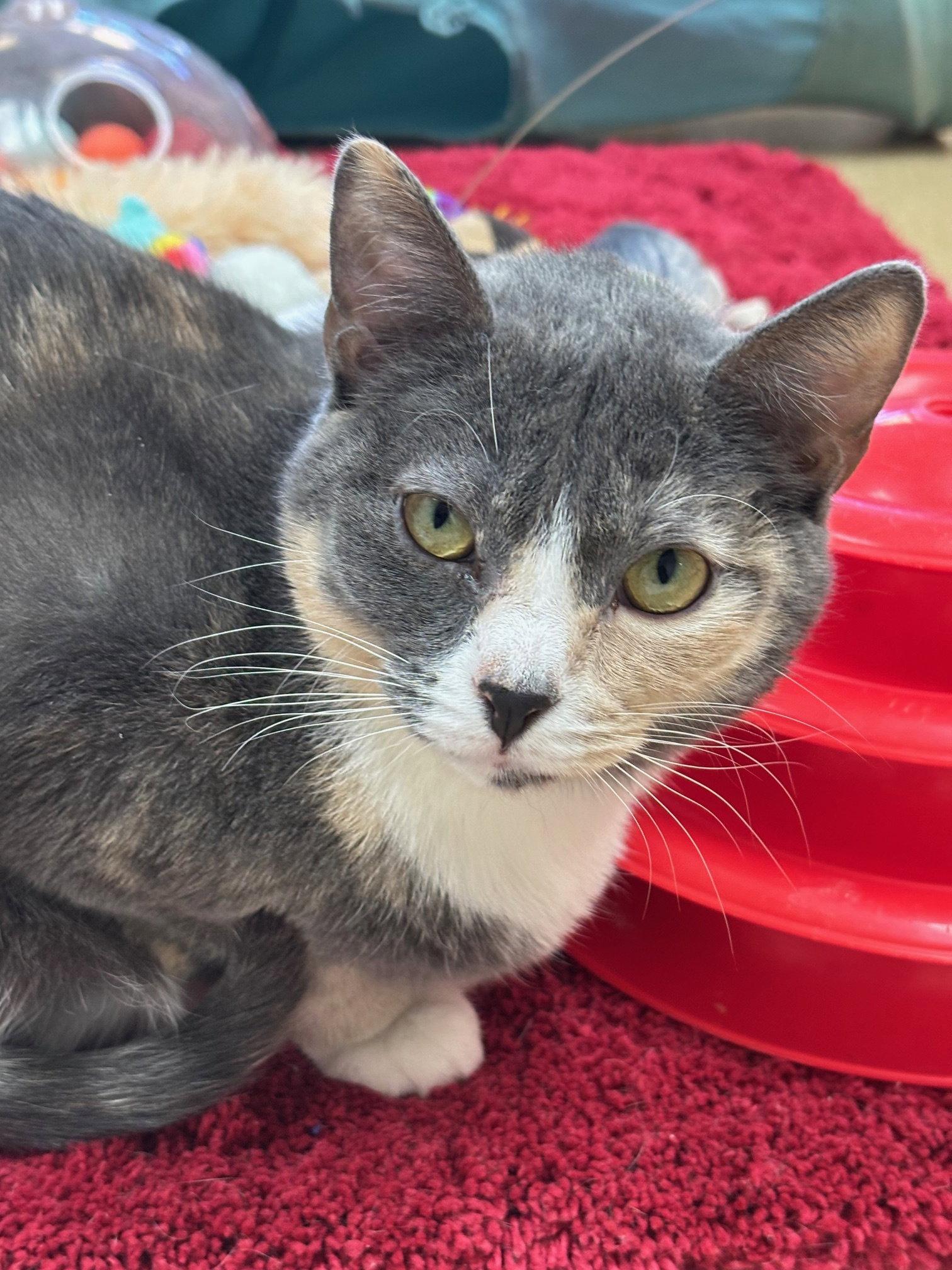 Enlarge Serafina, a Adoptable Domestic Short Hair in Brick, NJ image 2/2