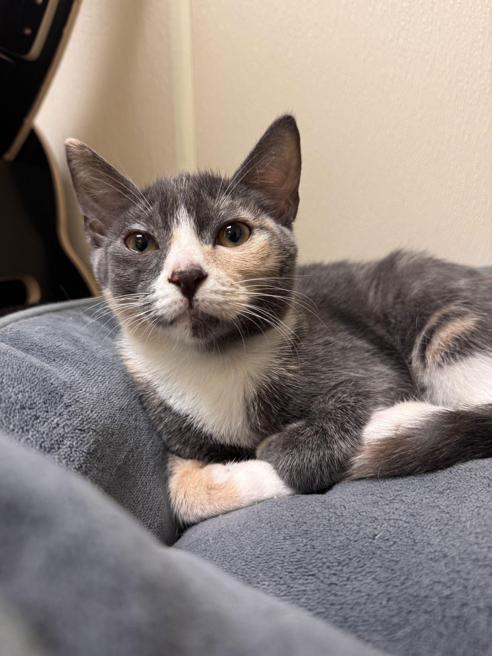 Serafina, Adoptable, Young Female Domestic Short Hair.