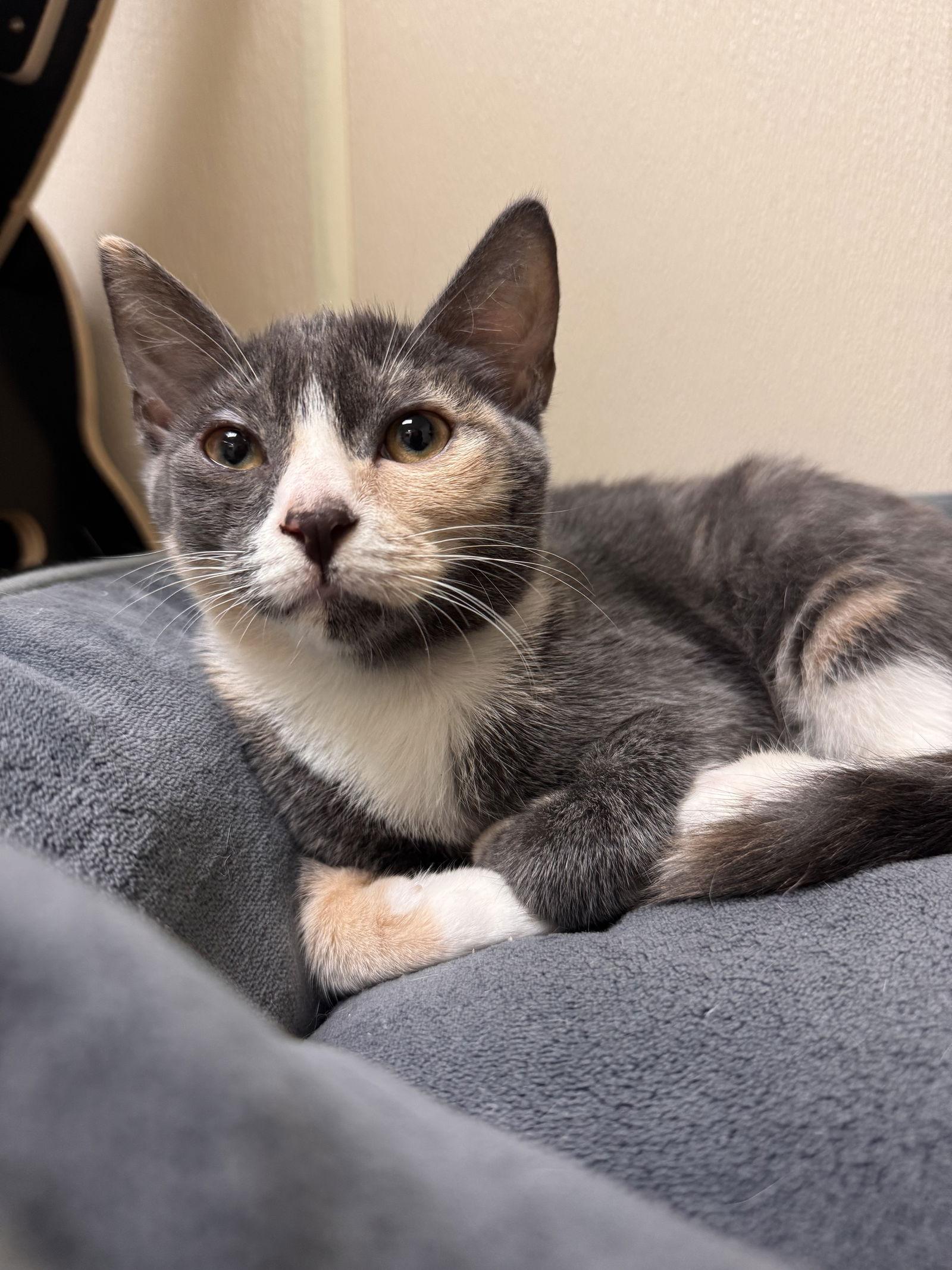 Enlarge Serafina, a Adoptable Domestic Short Hair in Brick, NJ image 2/2