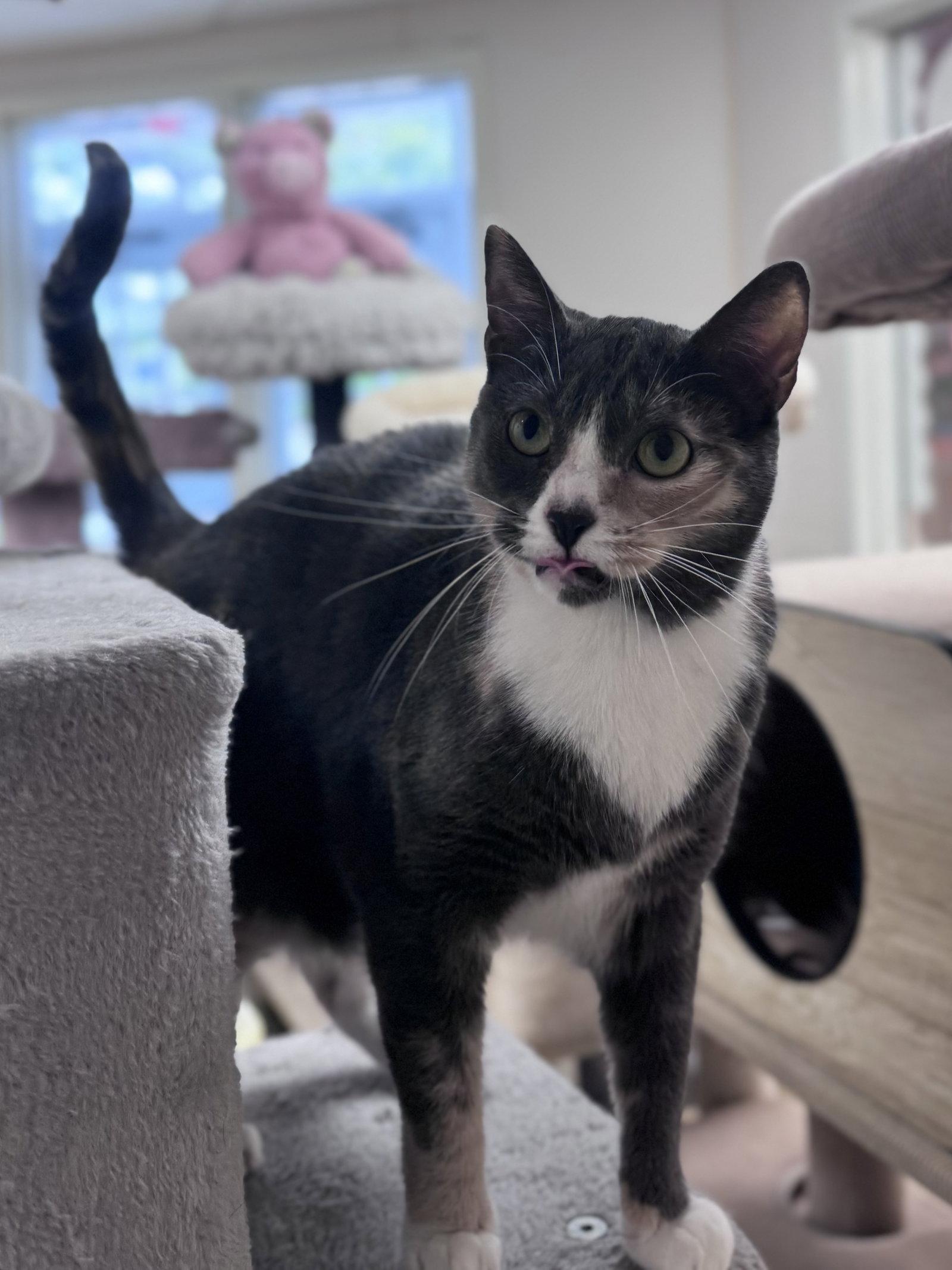 Enlarge Serafina, a Adoptable Domestic Short Hair in Brick, NJ image 3/3