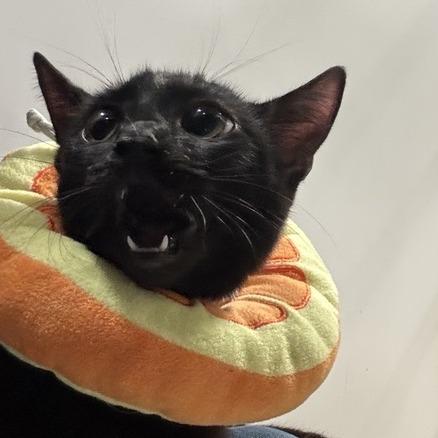 Biscotto — thumbnail 2