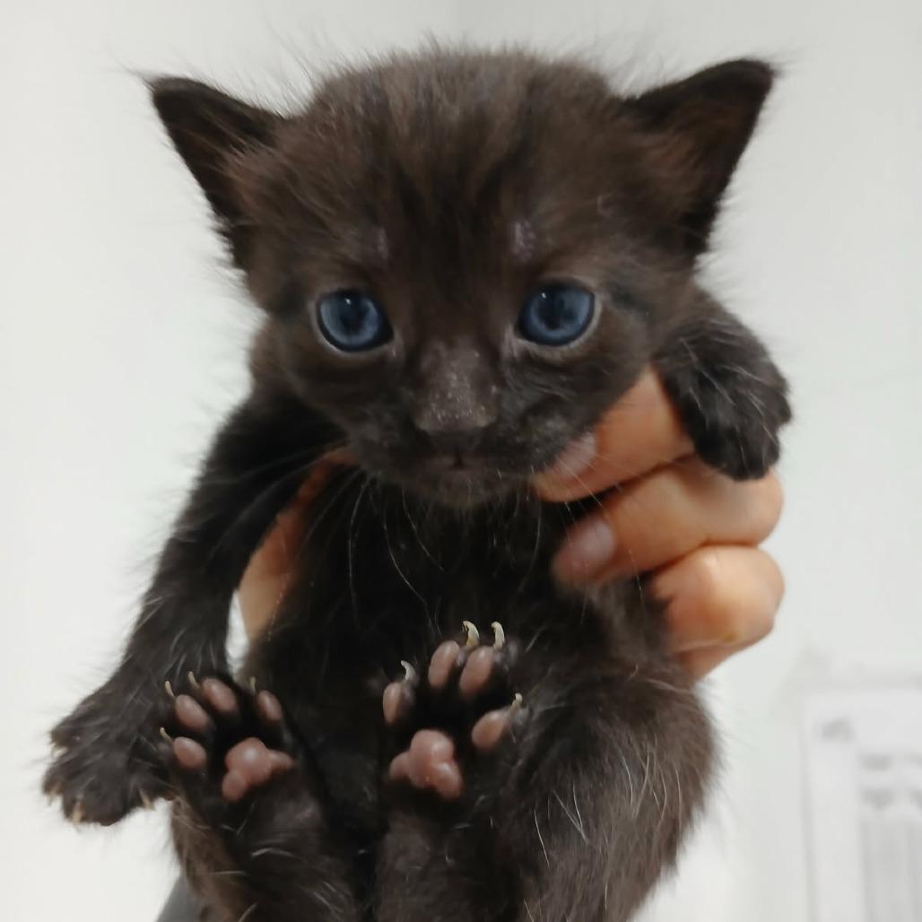 Biscotto — thumbnail 3