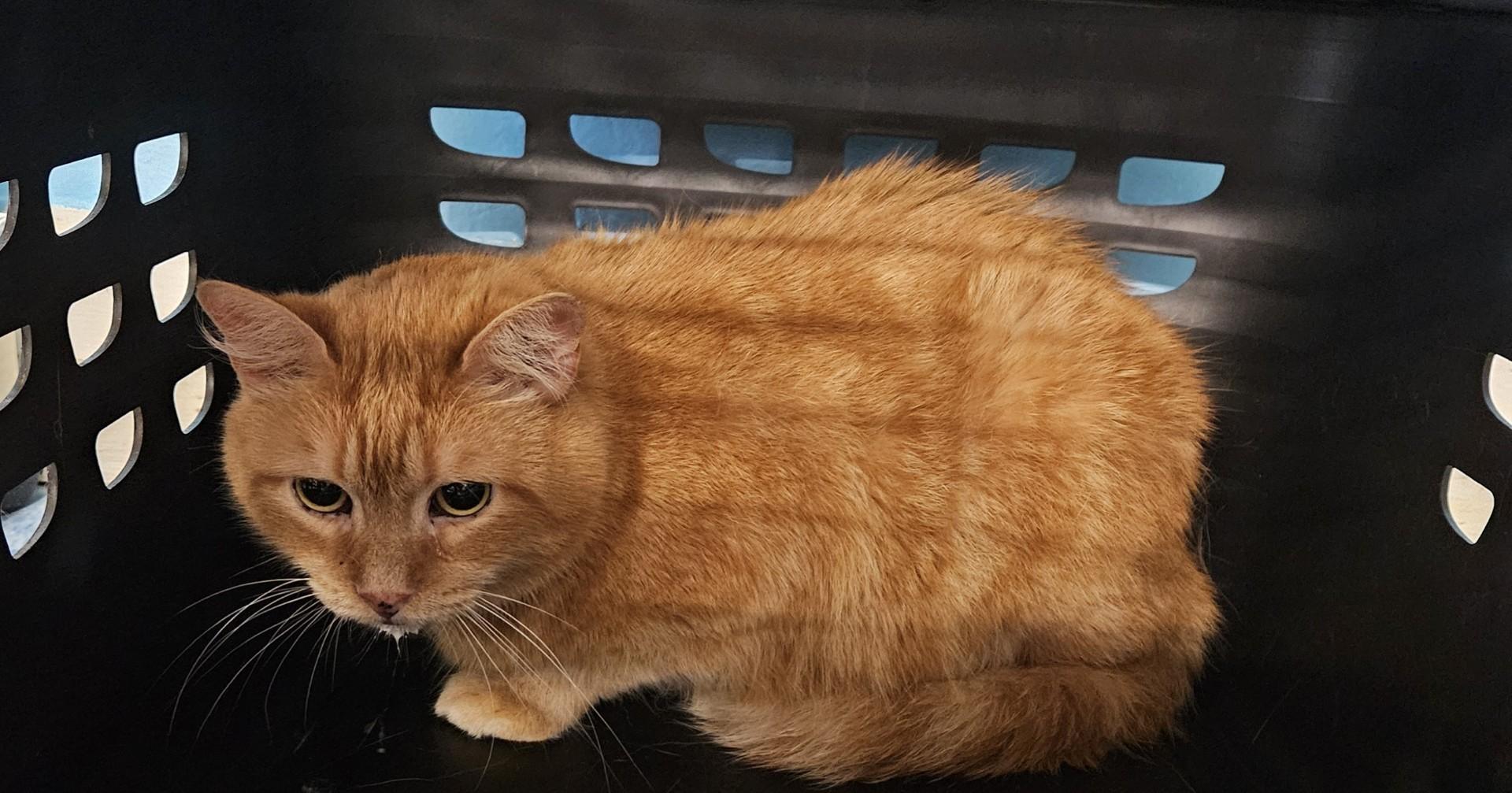 Enlarge Trent, a Adoptable Domestic Medium Hair in Claremont, NH image 1/1