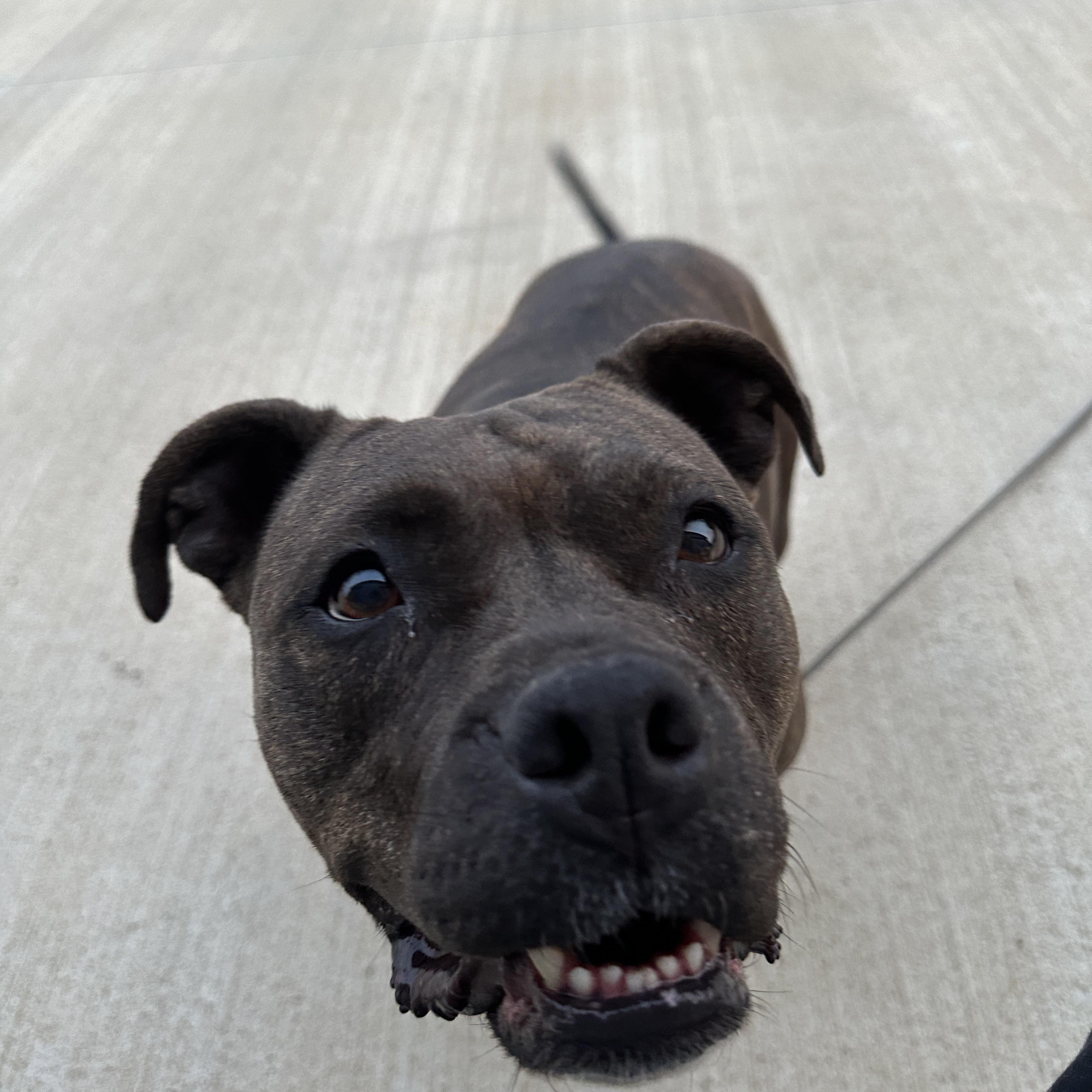 Maddie, an adoptable Mixed Breed in Oacoma, SD, 57365 | Photo Image 4