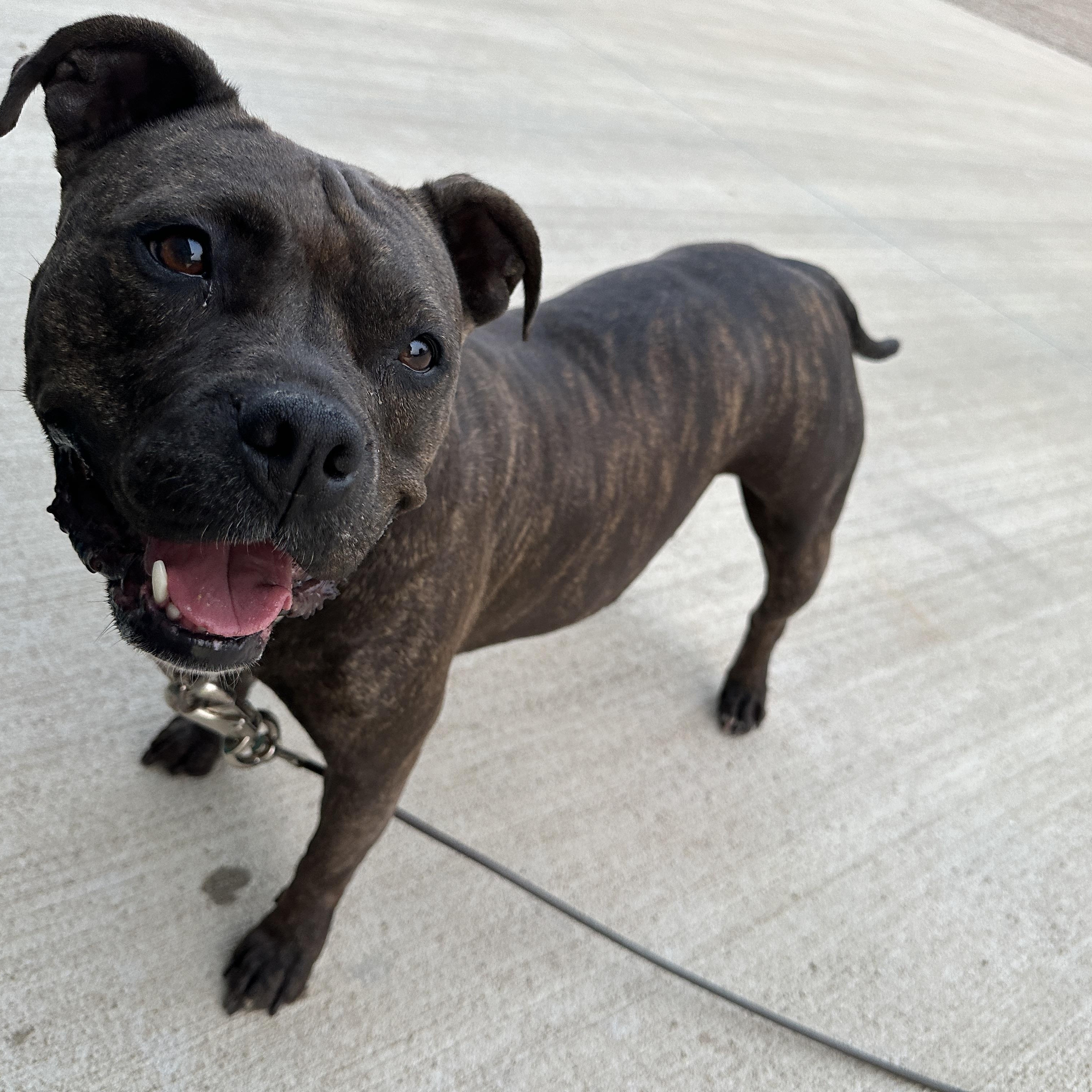 Maddie, an adoptable Mixed Breed in Oacoma, SD, 57365 | Photo Image 5
