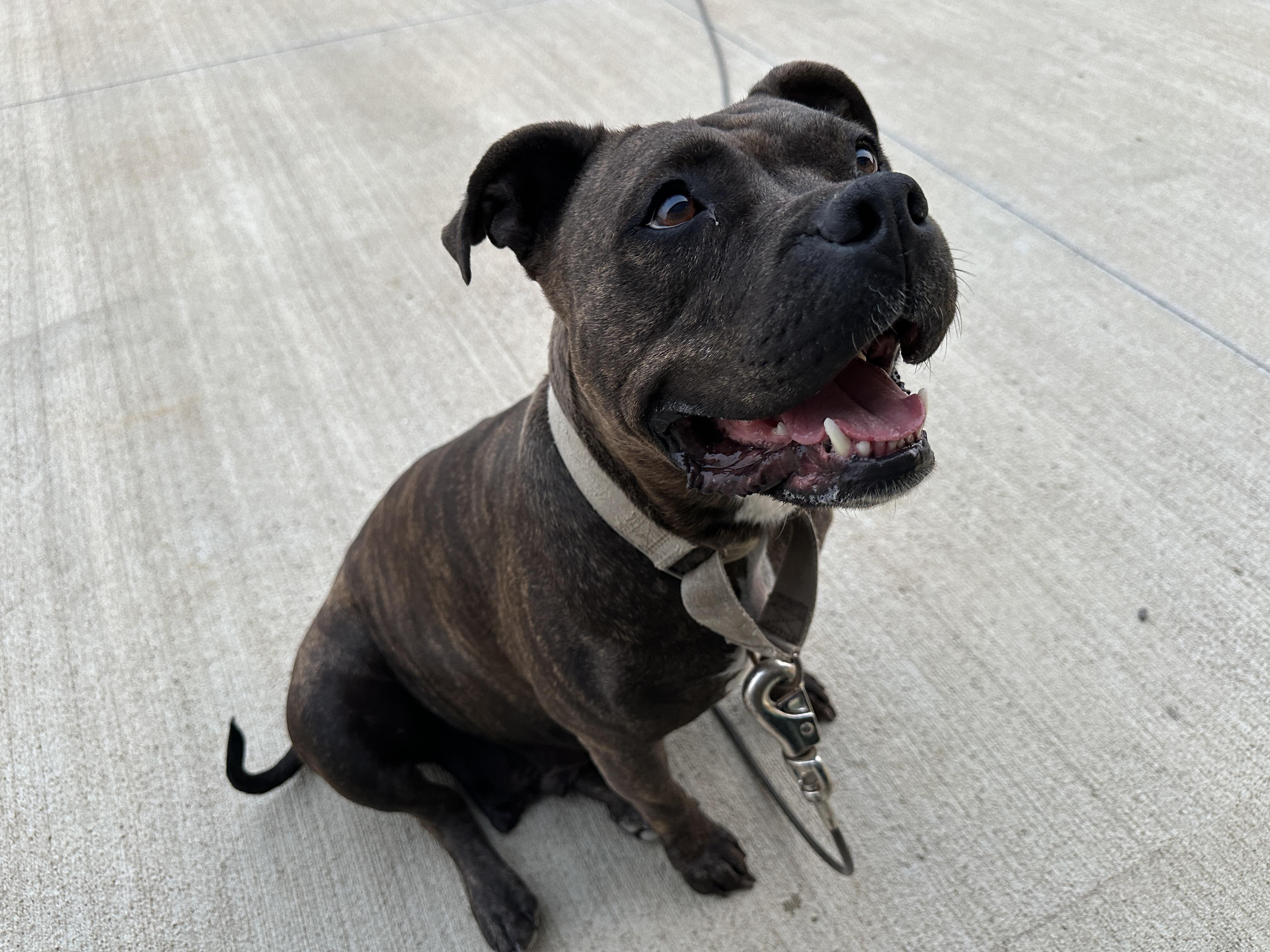 Maddie, an adoptable Mixed Breed in Oacoma, SD, 57365 | Photo Image 2
