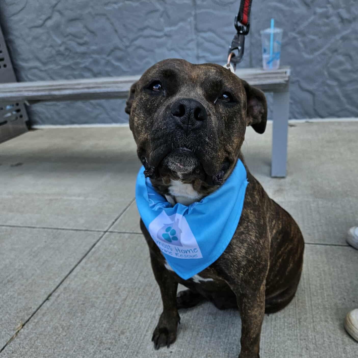 Maddie, an adoptable Mixed Breed in Oacoma, SD, 57365 | Photo Image 1
