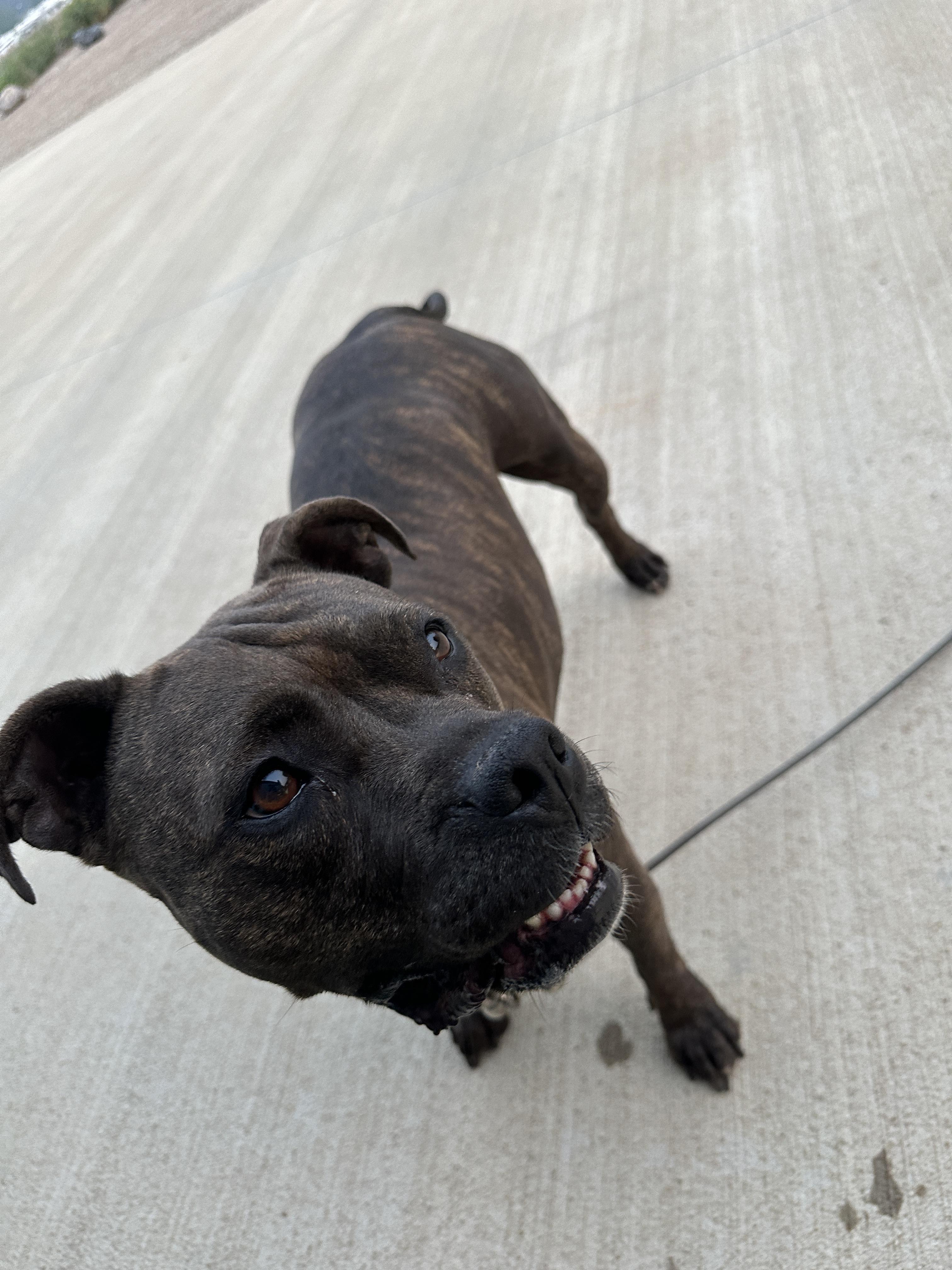 Maddie, an adoptable Mixed Breed in Oacoma, SD, 57365 | Photo Image 3