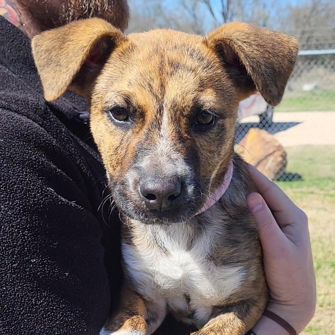 Nelly, a ADOPTABLE mixed breed in Rockdale, TX image 1/2