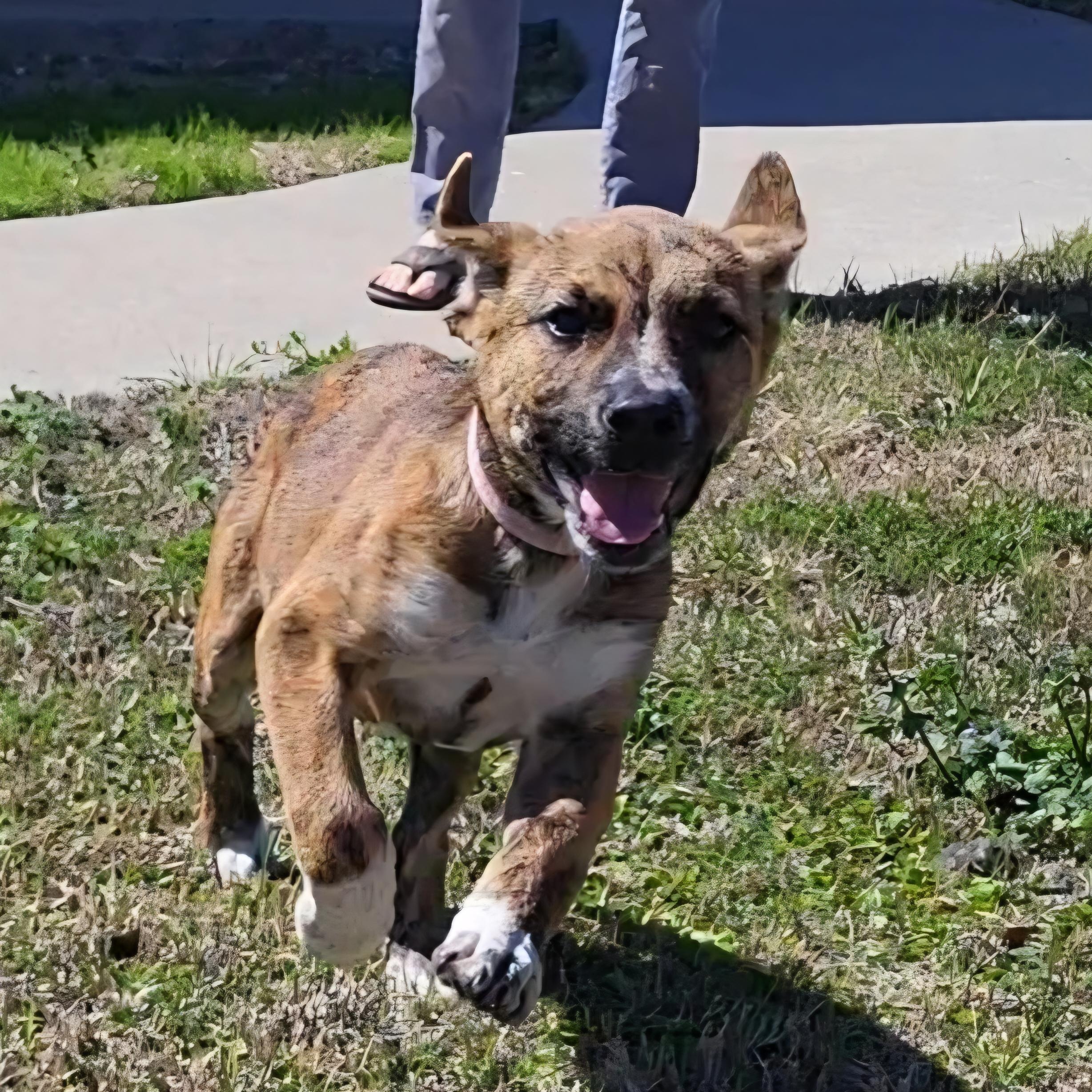 Nelly, a ADOPTABLE mixed breed in Rockdale, TX image 2/2