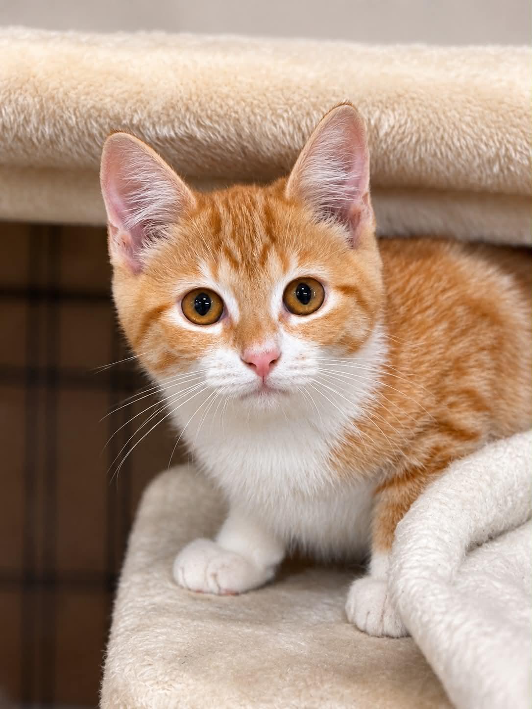 Luke, Adoptable, Kitten Male Domestic Short Hair.