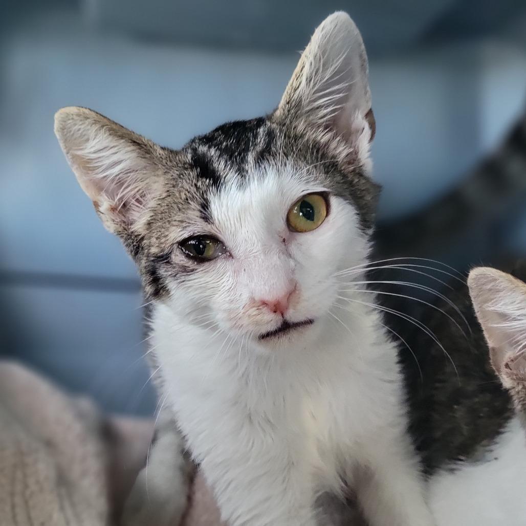 Dipper, a Adoptable Domestic Short Hair in Sarasota, FL image 1/4