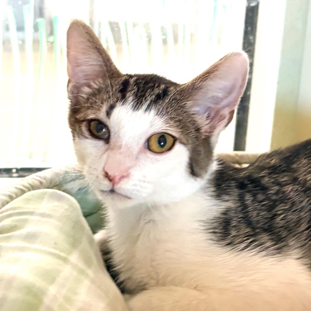Dipper, a Adoptable Domestic Short Hair in Sarasota, FL image 2/4