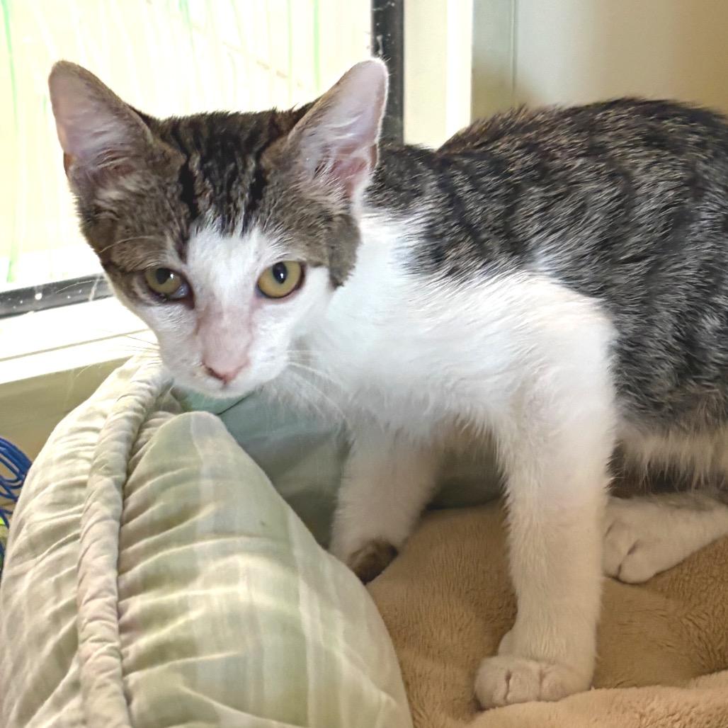 Dipper, a Adoptable Domestic Short Hair in Sarasota, FL image 3/4