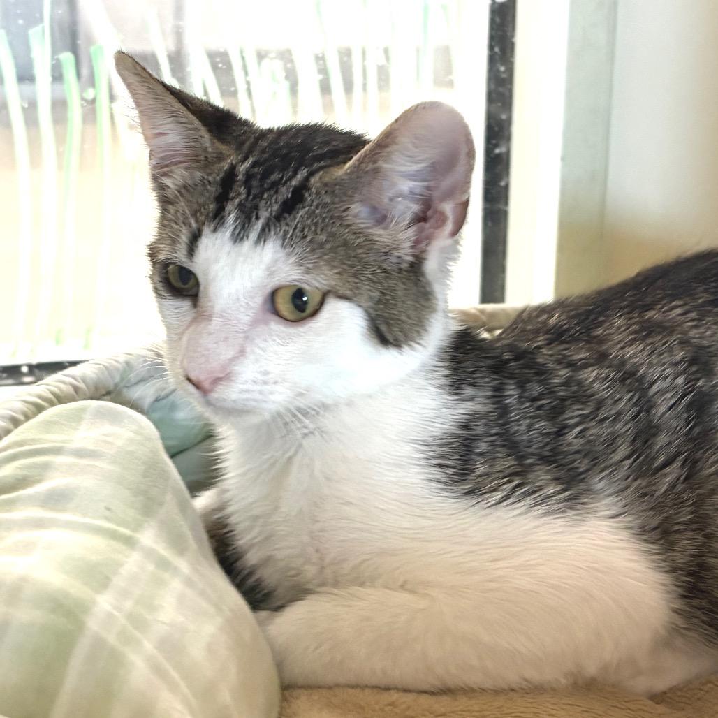 Dipper, a Adoptable Domestic Short Hair in Sarasota, FL image 4/4