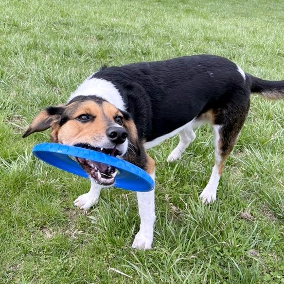Enlarge Ellis, a Adoptable Hound in South Burlington, VT image 1/6