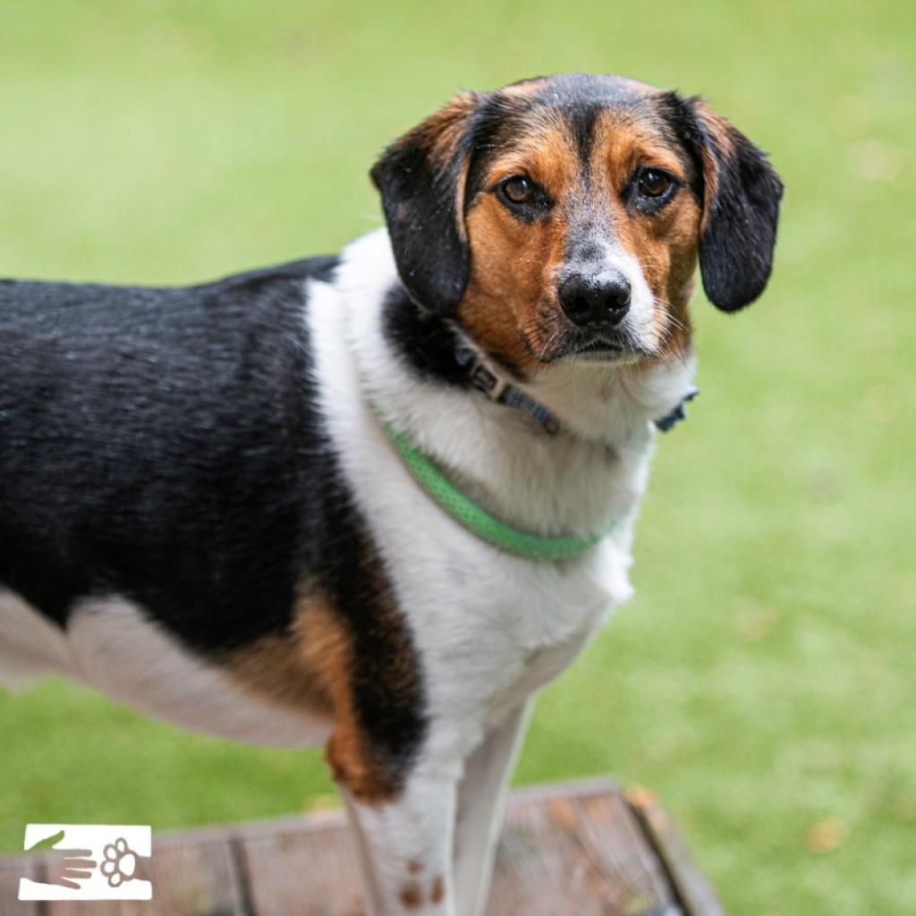Ellis, Adoptable, Adult Male Hound.