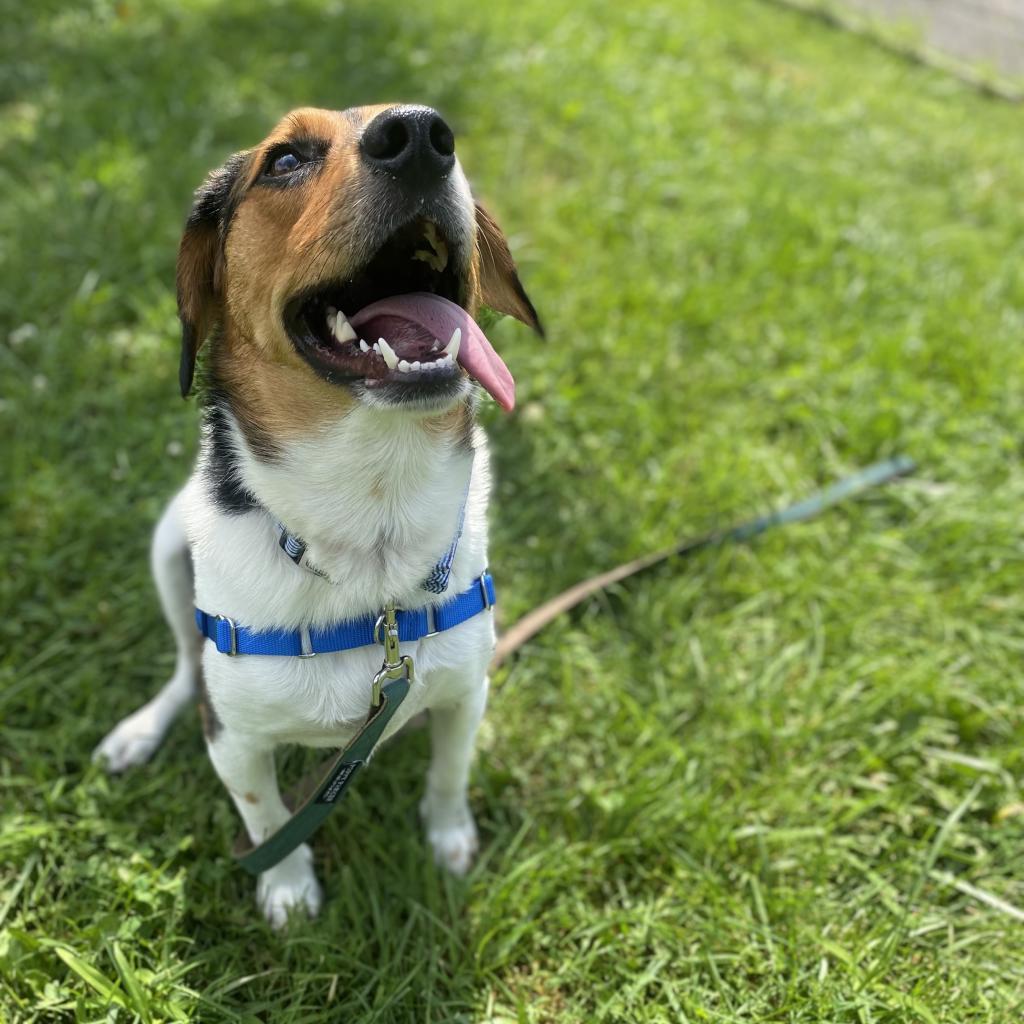 Enlarge Ellis, a Adoptable Hound in South Burlington, VT image 2/6