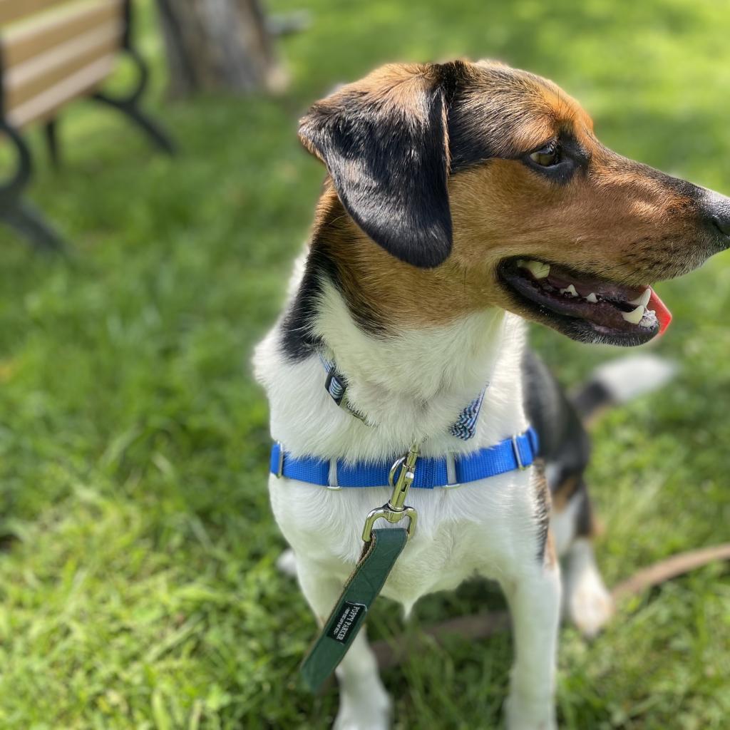 Enlarge Ellis, a Adoptable Hound in South Burlington, VT image 3/6