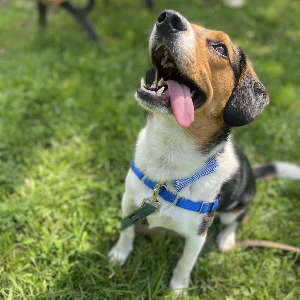 Enlarge Ellis, a Adoptable Hound in South Burlington, VT image 4/6
