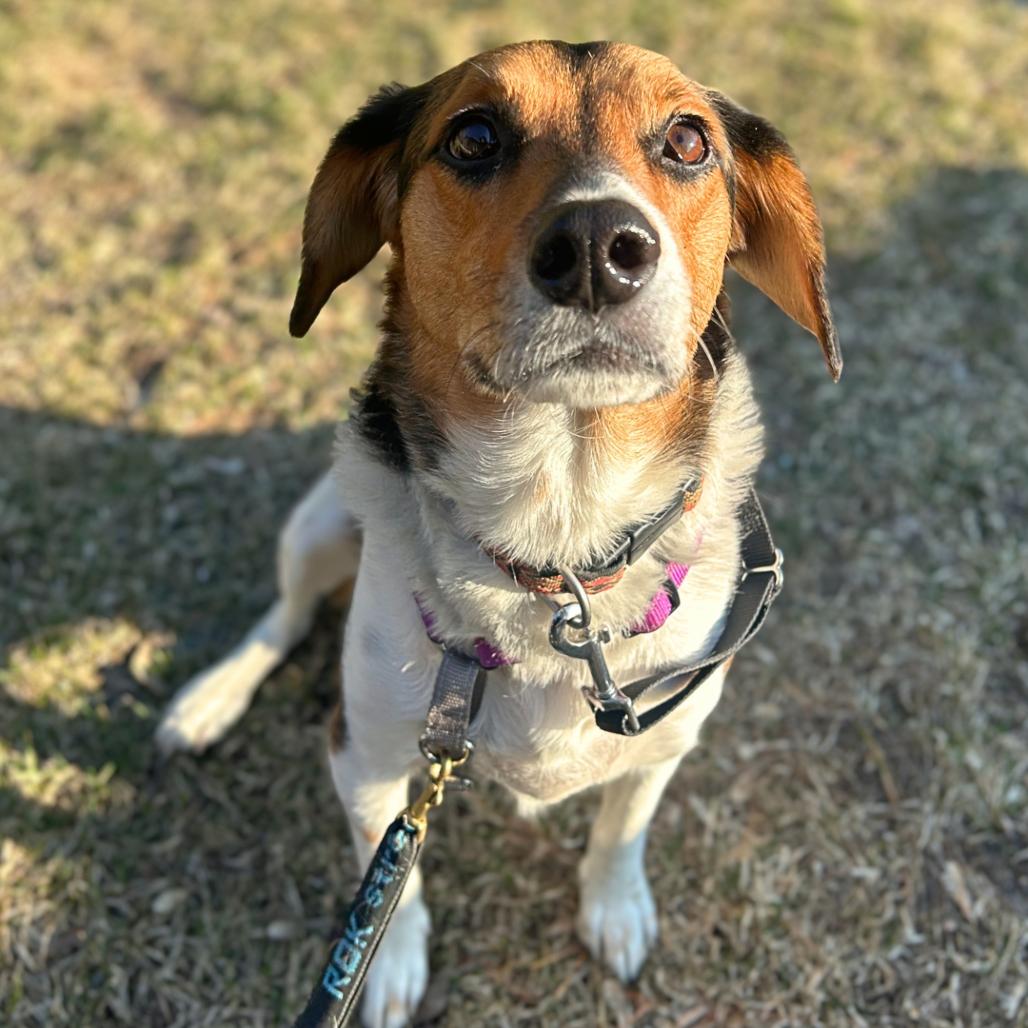 Enlarge Ellis, a Adoptable Hound in South Burlington, VT image 5/6
