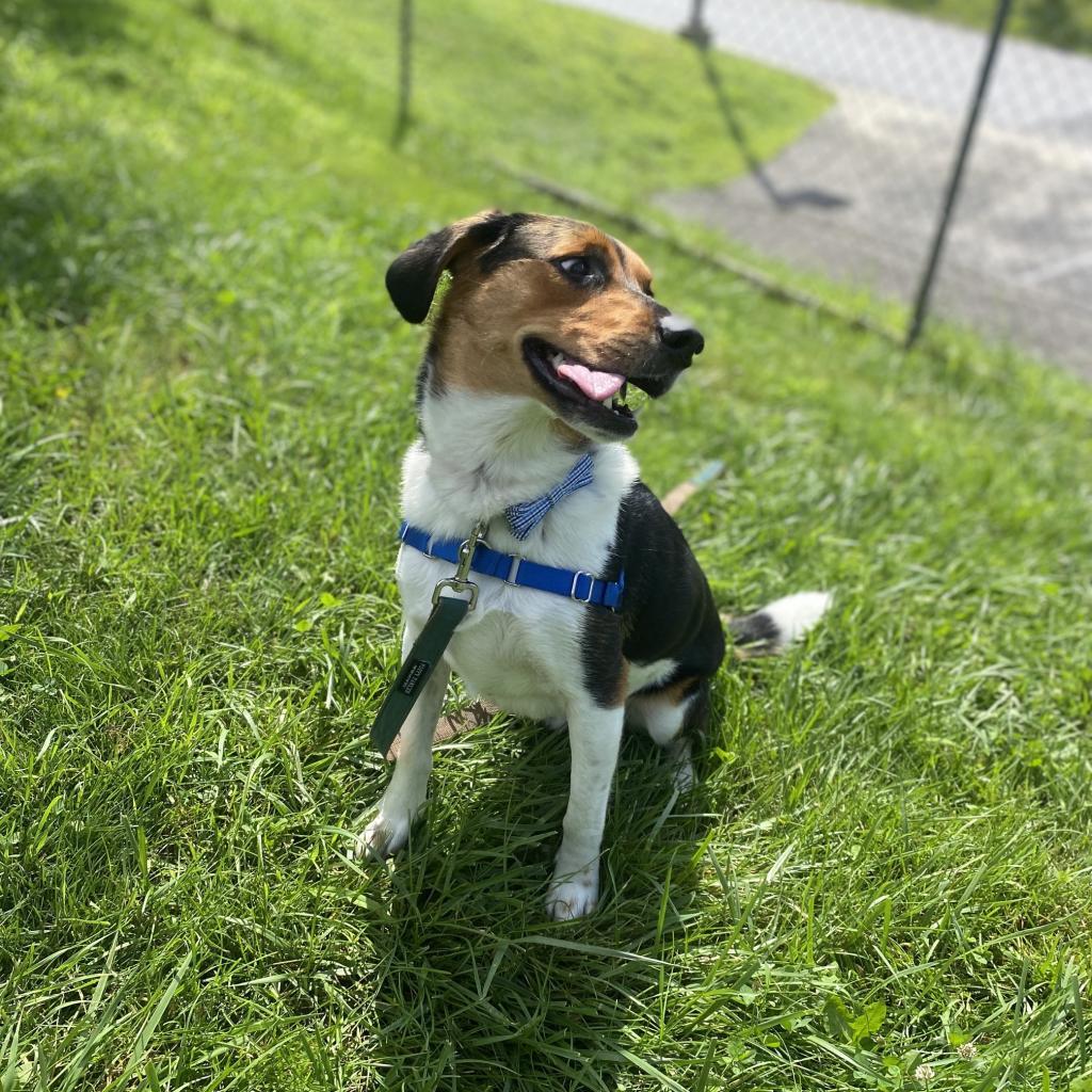 Enlarge Ellis, a Adoptable Hound in South Burlington, VT image 6/6
