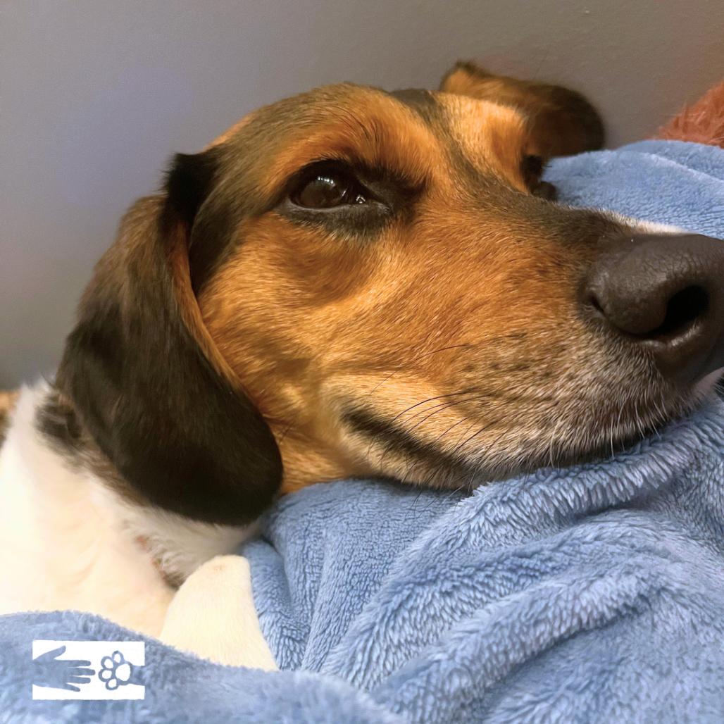 Enlarge Ellis, a Adoptable Hound in South Burlington, VT image 6/6