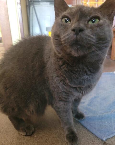 Willa, Adoptable, Adult Female Russian Blue.