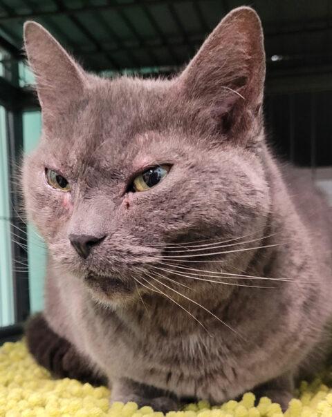 Willa, a Adoptable Russian Blue in Caribou, ME image 2/2