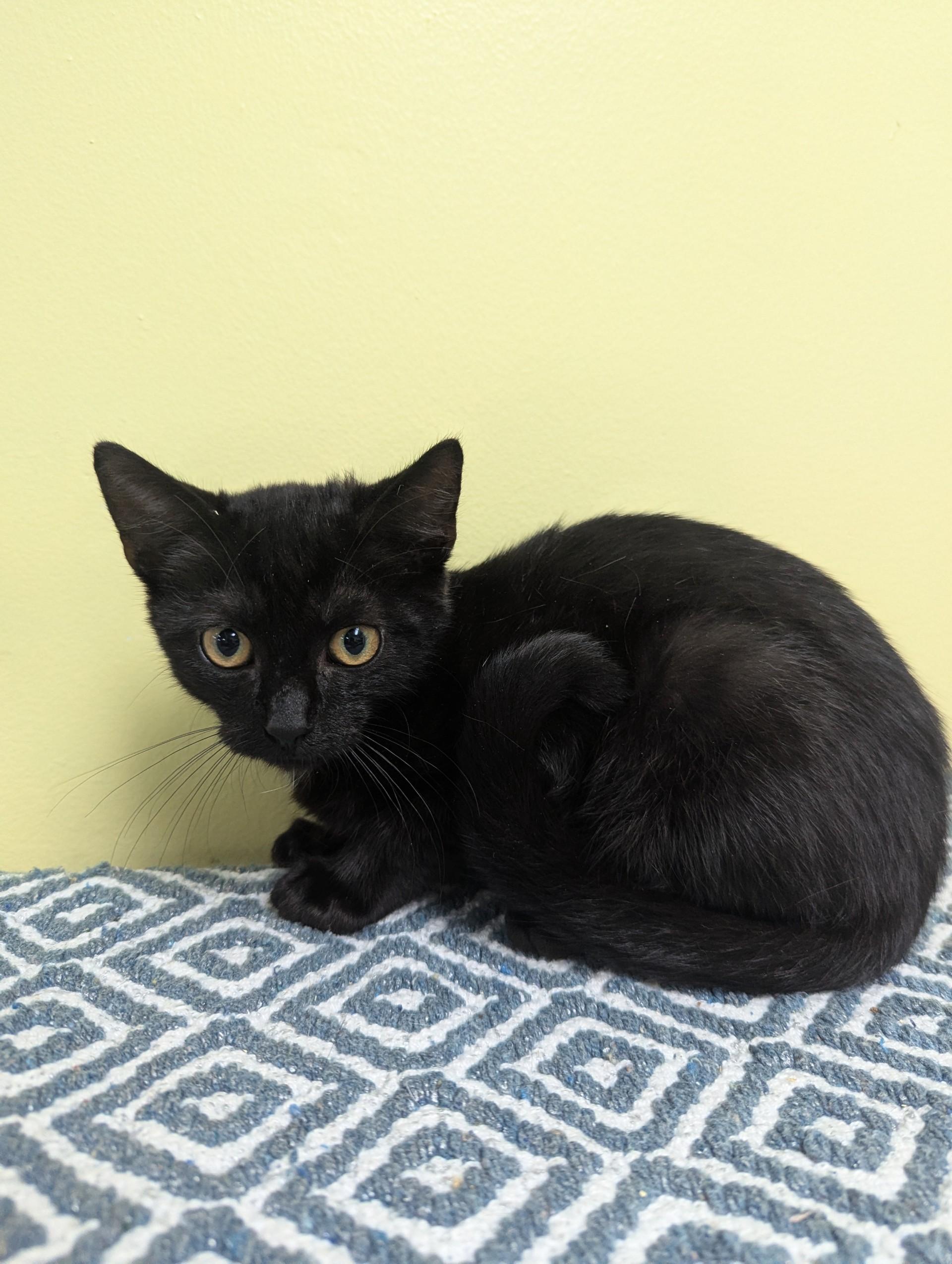 Oliver Twist, ADOPTABLE, Kitten Male Domestic Short Hair.