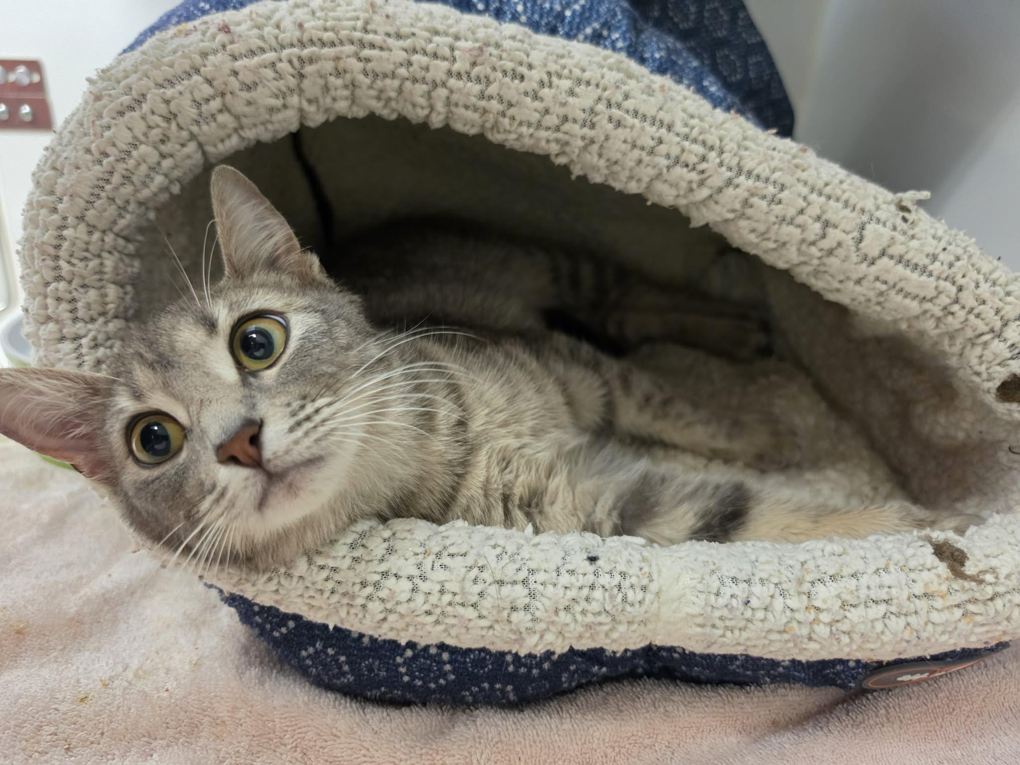 Enlarge Belvita, a ADOPTABLE Domestic Short Hair in Grants Pass, OR image 5/5