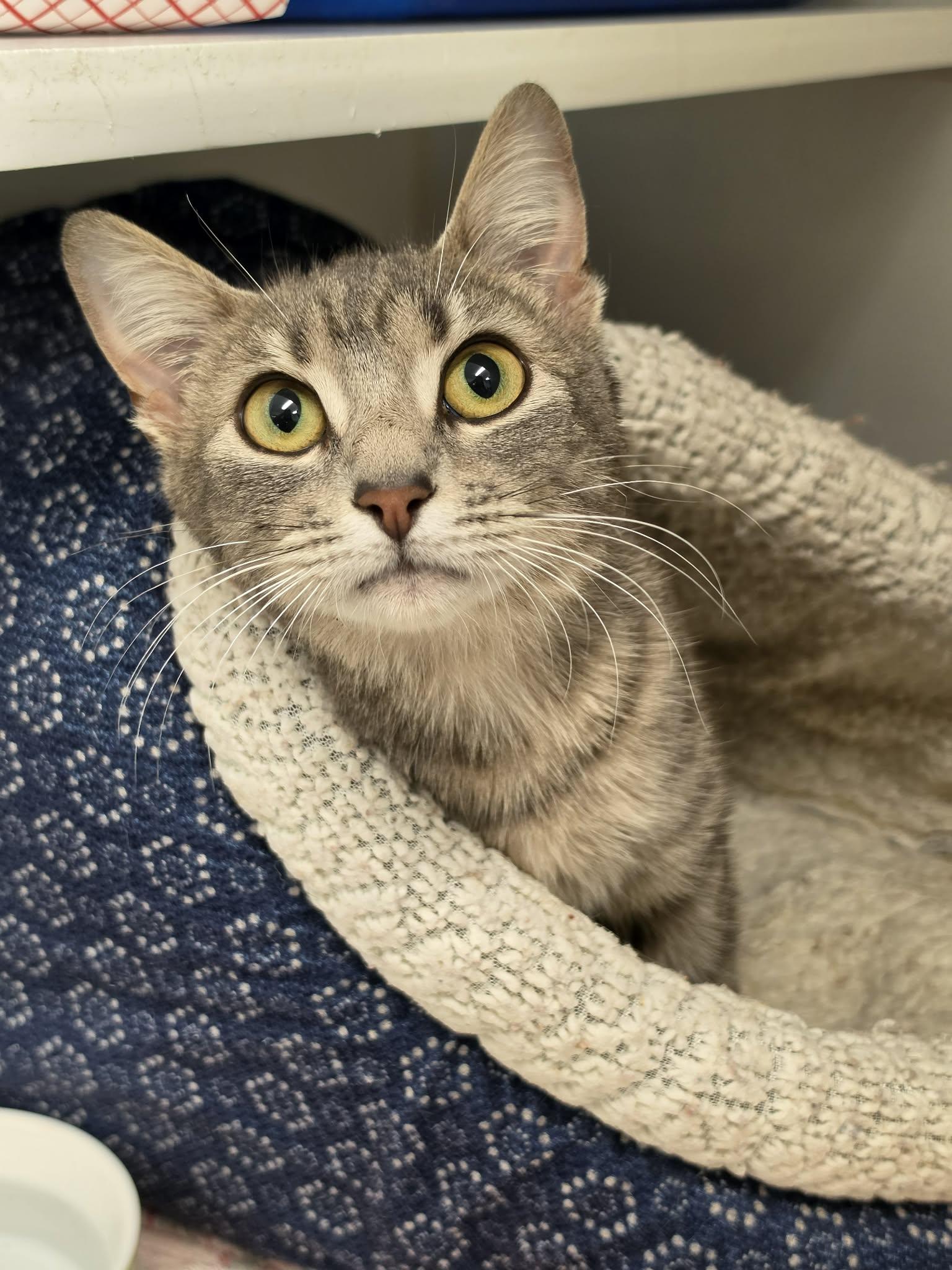 Belvita, ADOPTABLE, Young Female Domestic Short Hair.
