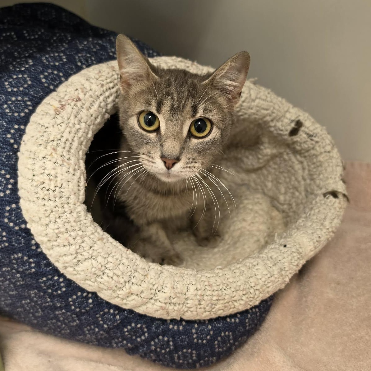 Enlarge Belvita, a ADOPTABLE Domestic Short Hair in Grants Pass, OR image 3/5