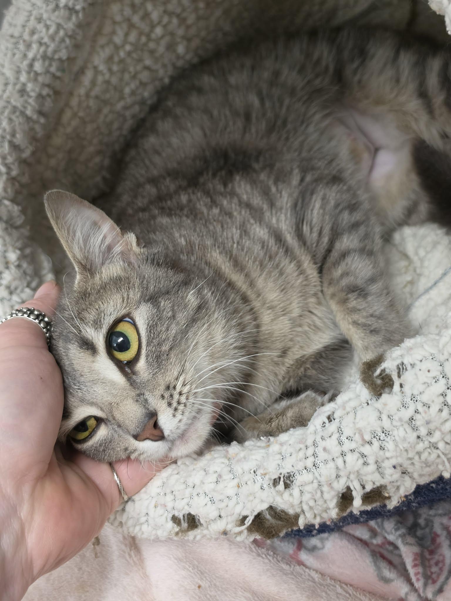 Enlarge Belvita, a ADOPTABLE Domestic Short Hair in Grants Pass, OR image 4/5
