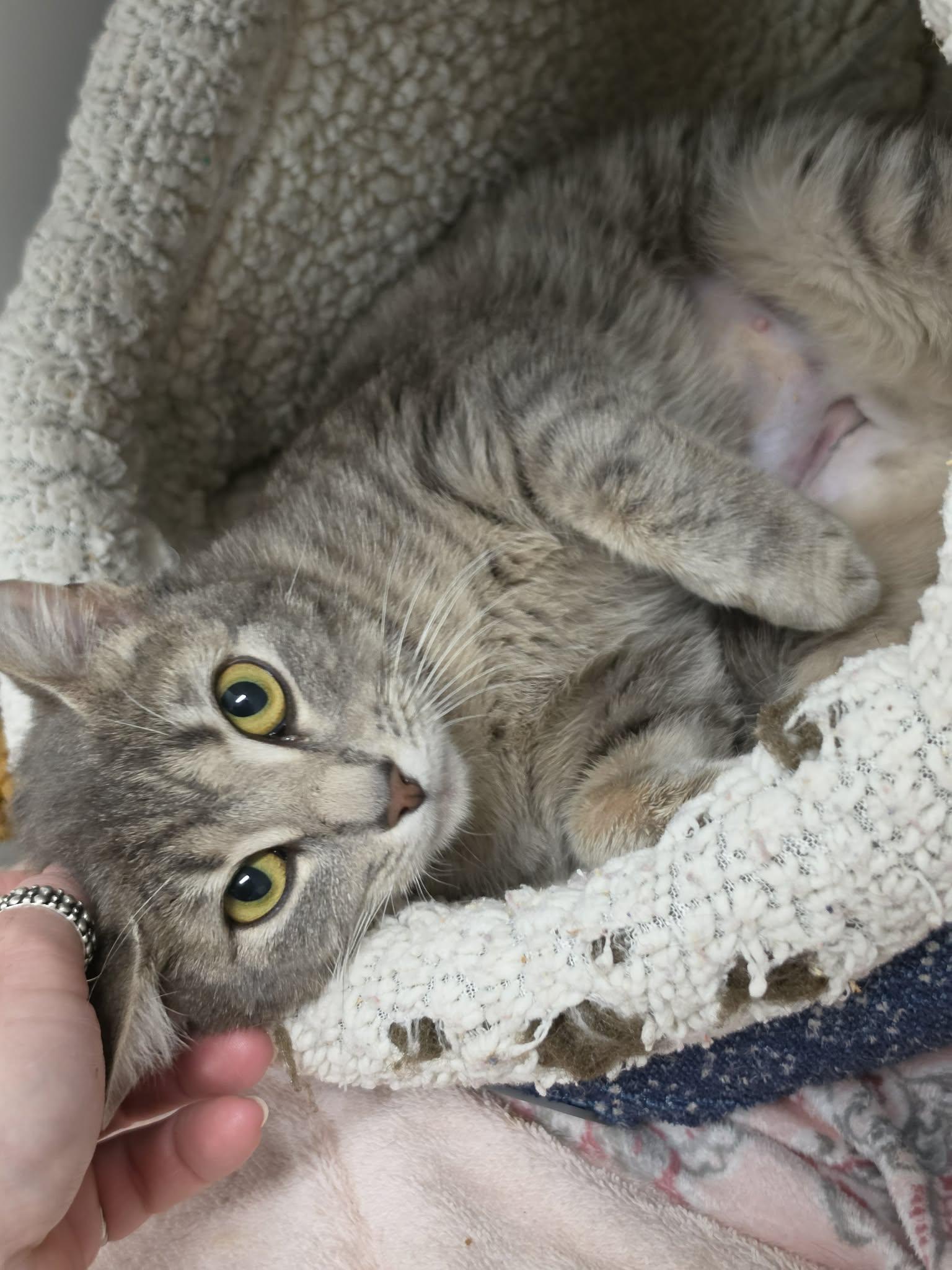 Enlarge Belvita, a ADOPTABLE Domestic Short Hair in Grants Pass, OR image 2/5