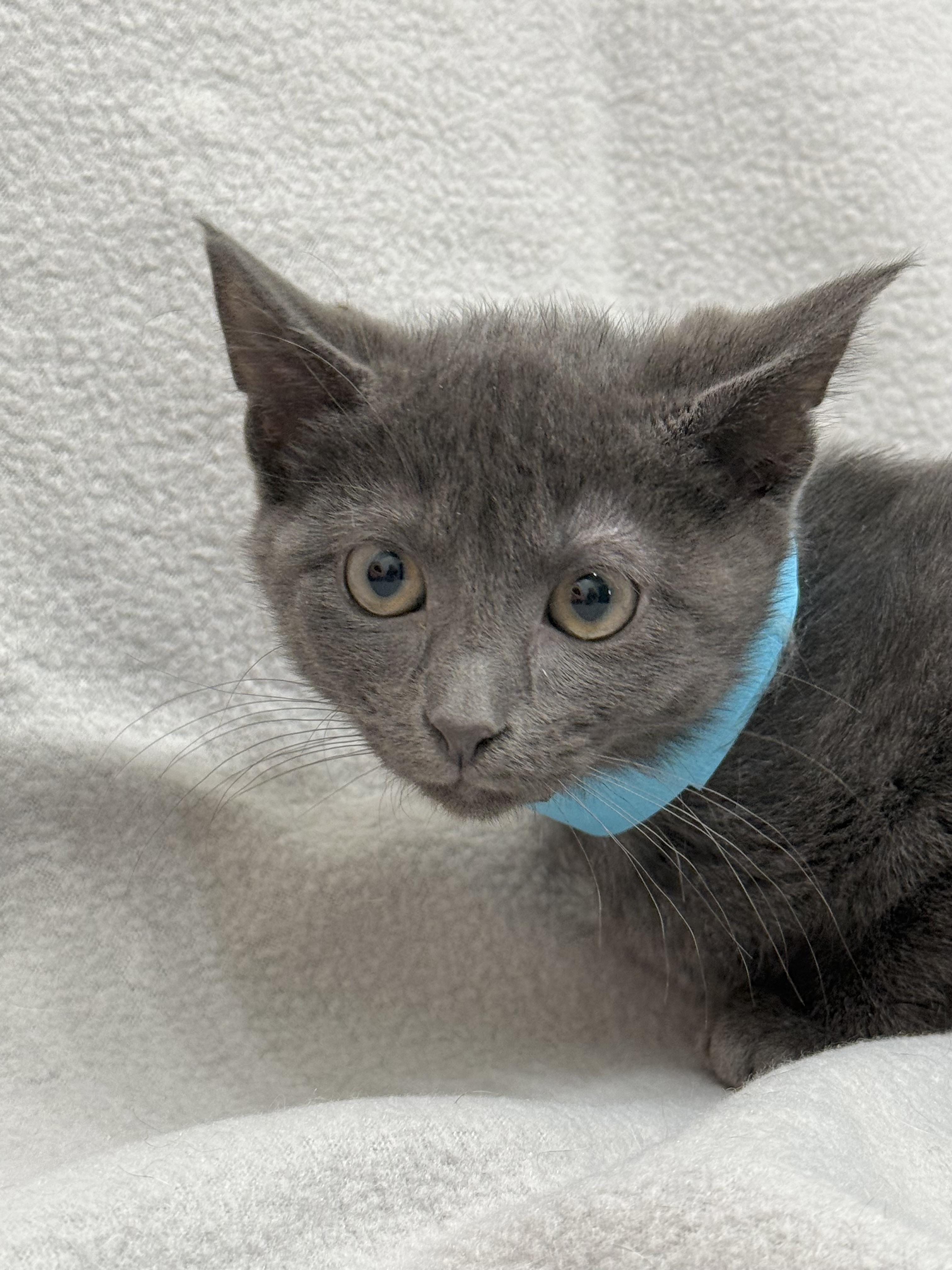 Enlarge Arlo, a Adoptable Domestic Short Hair in Minneapolis, MN image 3/4