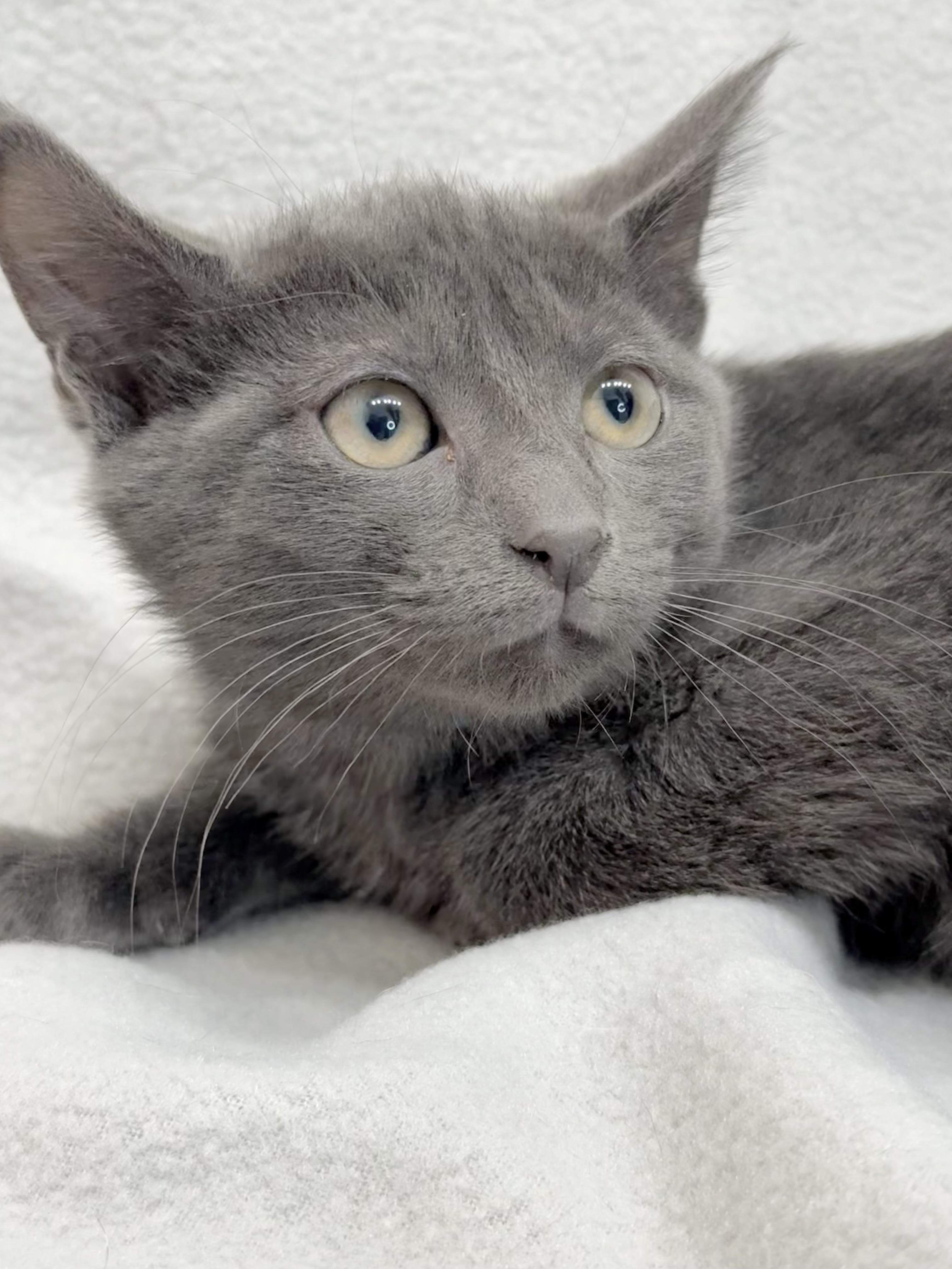 Enlarge Arlo, a Adoptable Domestic Short Hair in Minneapolis, MN image 2/4