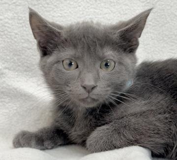 Enlarge Arlo, a Adoptable Domestic Short Hair in Minneapolis, MN image 1/4