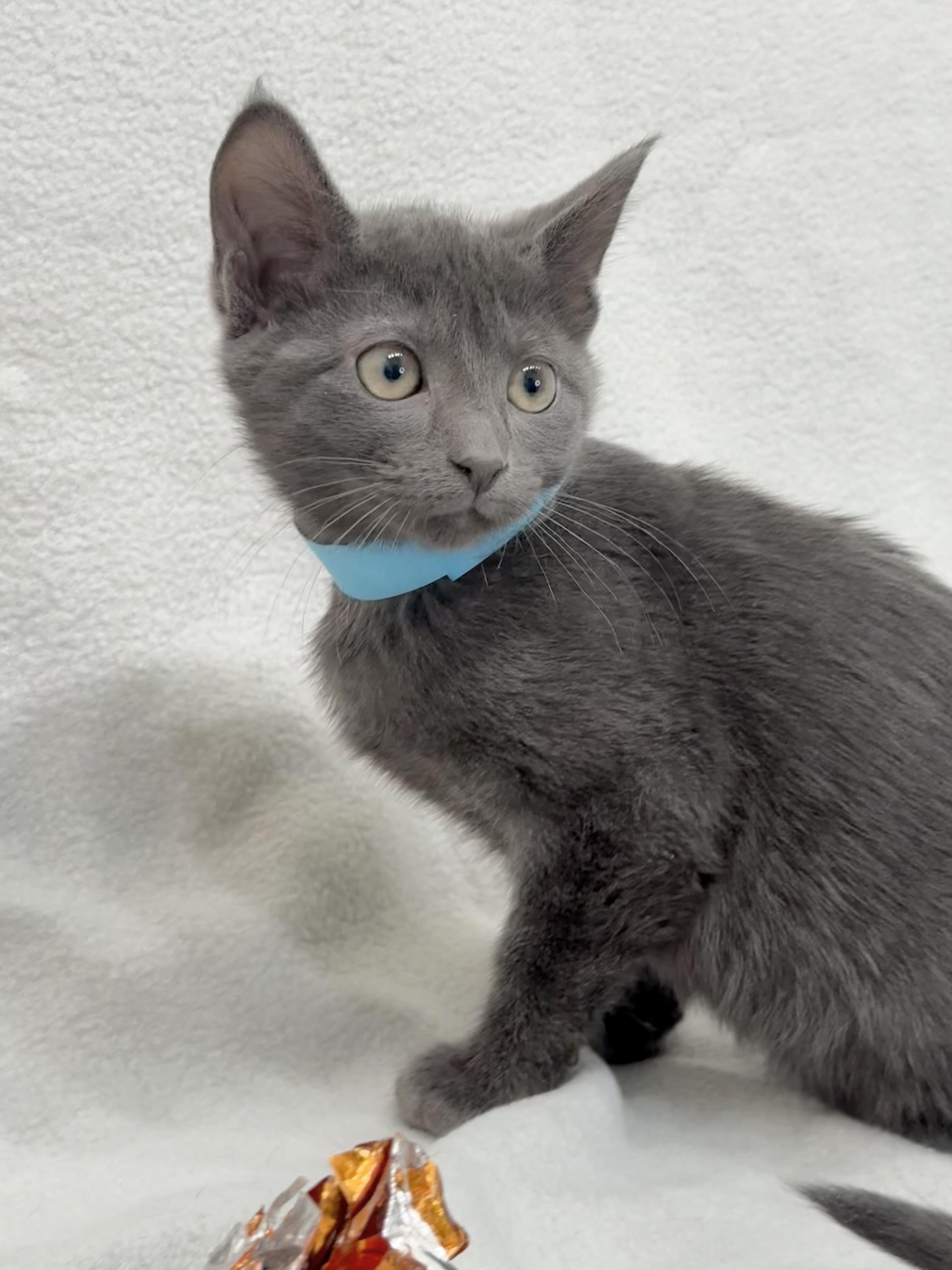 Enlarge Arlo, a Adoptable Domestic Short Hair in Minneapolis, MN image 4/4