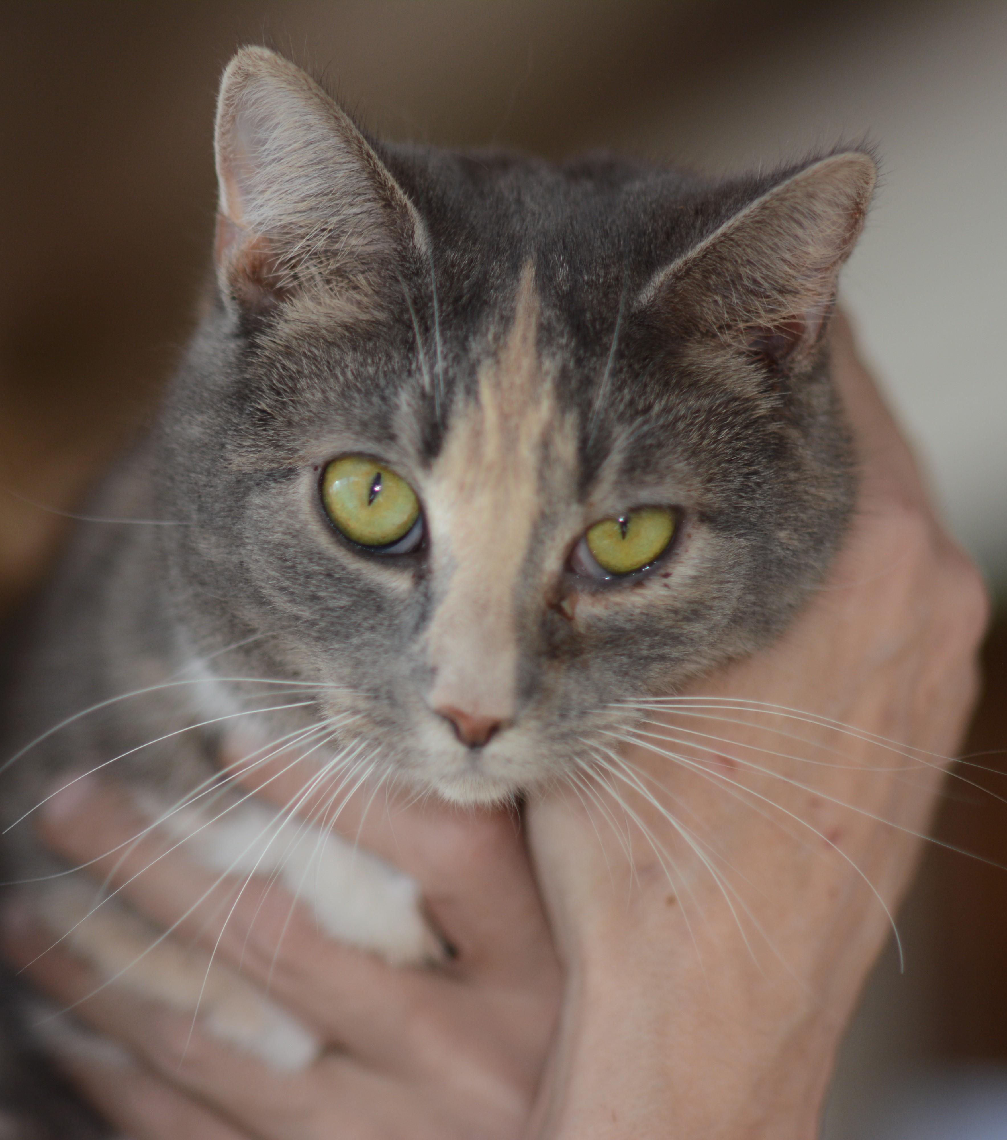 Twix, Adoptable, Adult Female Domestic Short Hair.