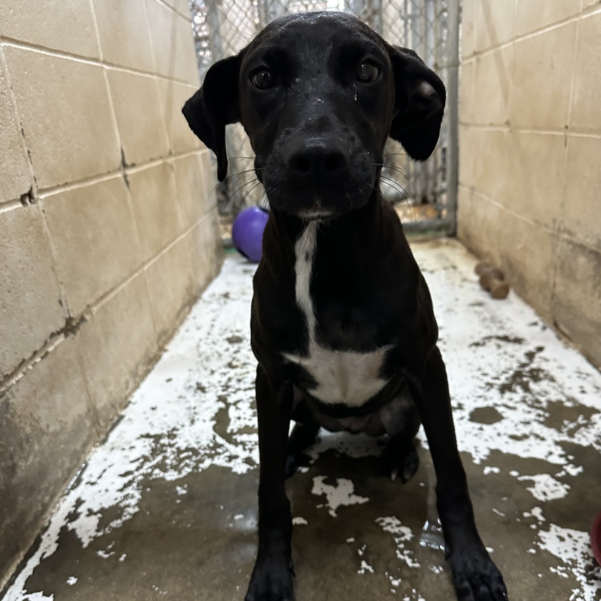 Grace, Young Female Mixed Breed