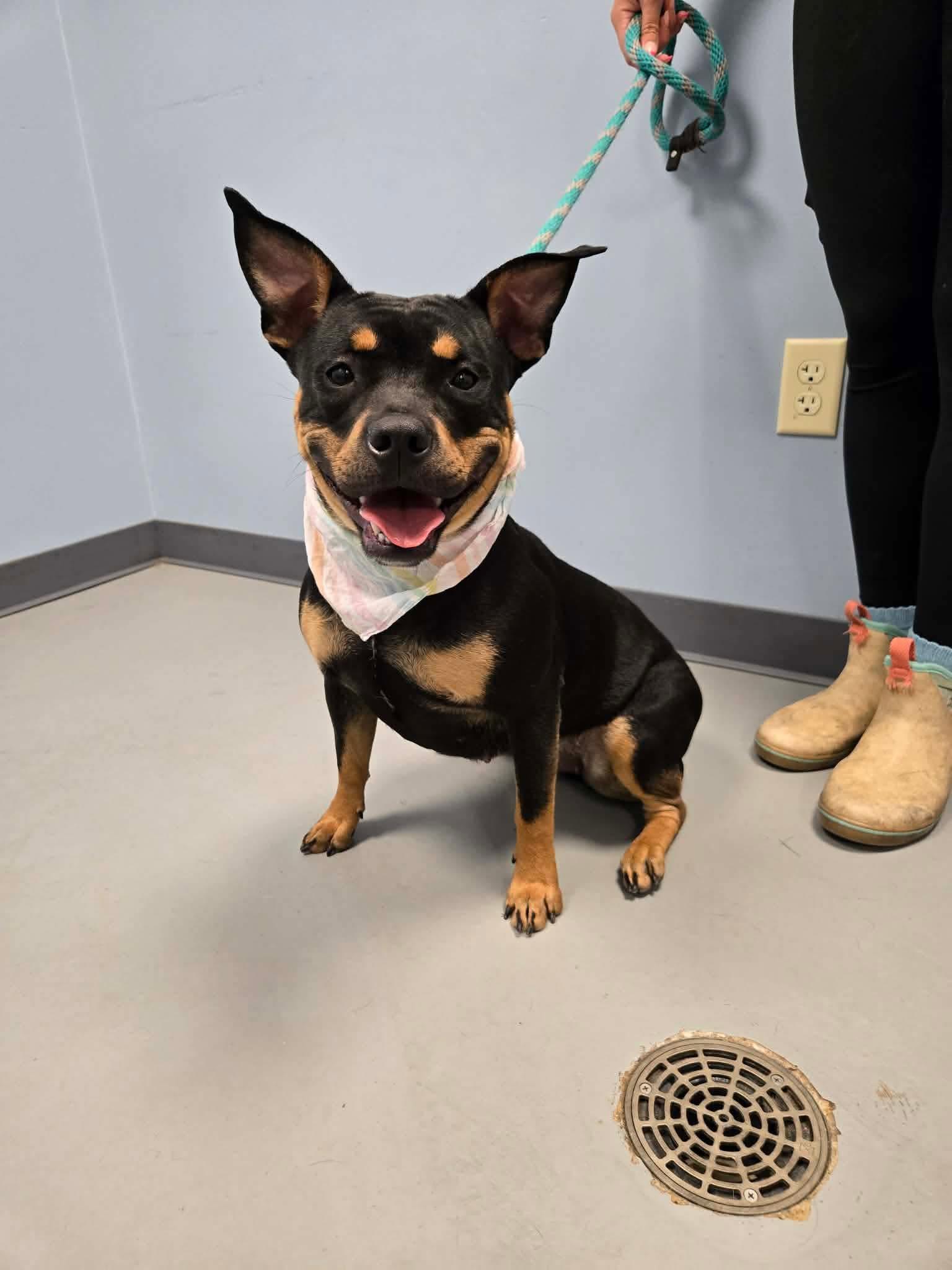 Tootsie Roll, a ADOPTABLE Terrier in Zanesville, OH image 1/2