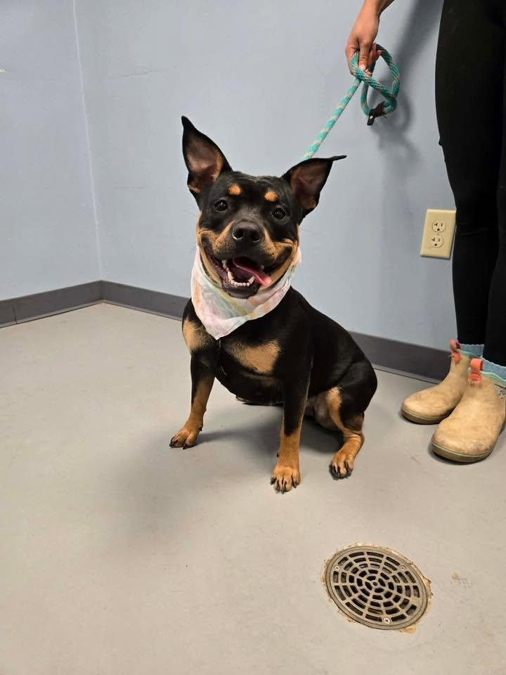 Tootsie Roll, a ADOPTABLE Terrier in Zanesville, OH image 2/2