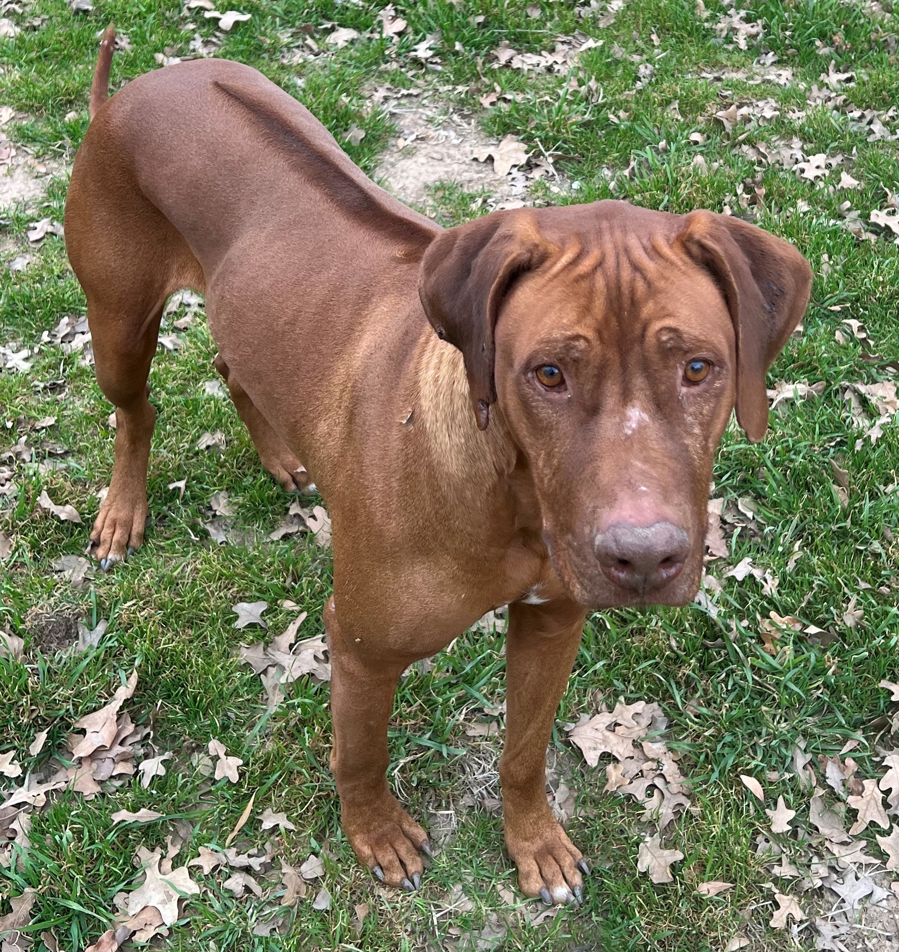 Dalton, a Adoptable Rhodesian Ridgeback in Paradise, TX image 1/2