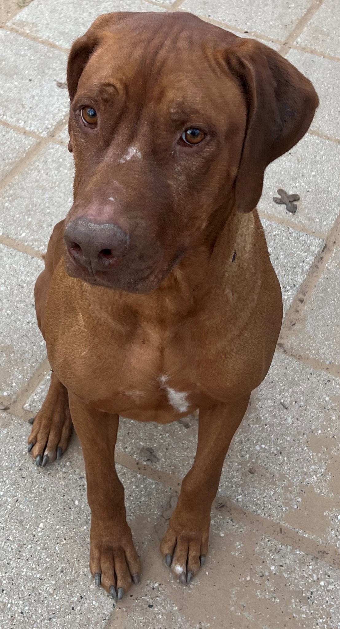 Dalton, a Adoptable Rhodesian Ridgeback in Paradise, TX image 2/2