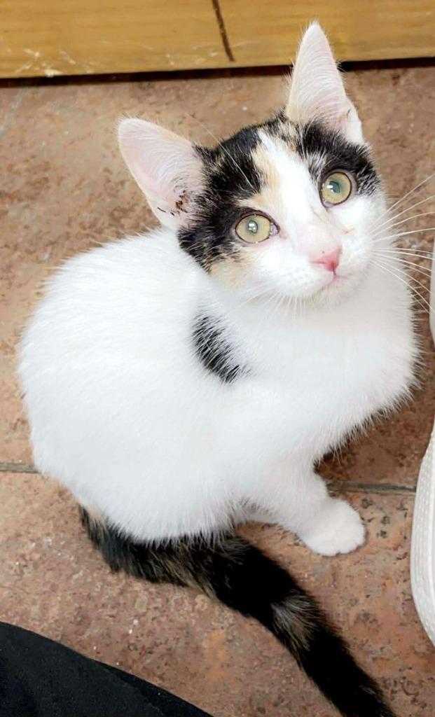 Moira, Adoptable, Kitten Female Domestic Short Hair.