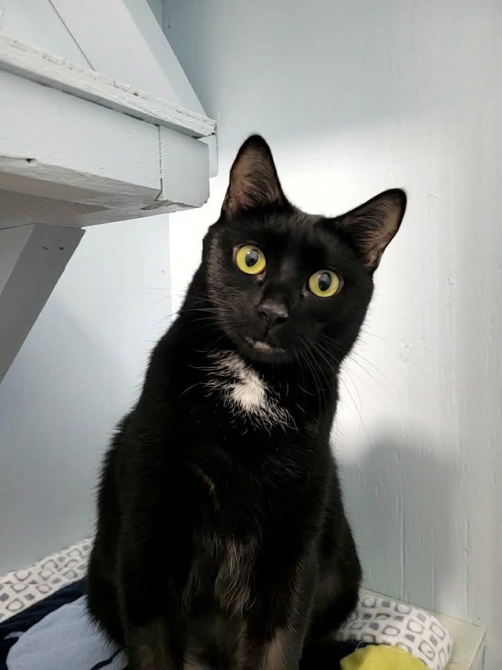 Nora, an adopted Domestic Short Hair in Mission, BC image 3/3