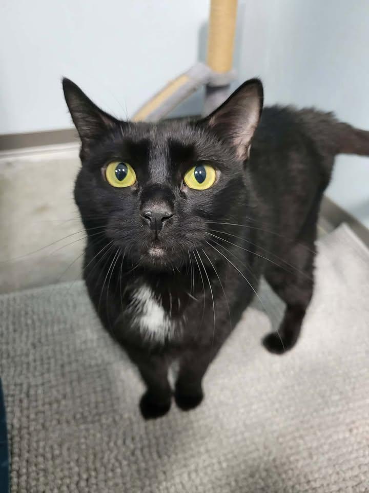 Nora, adopted, Adult Female Domestic Short Hair.