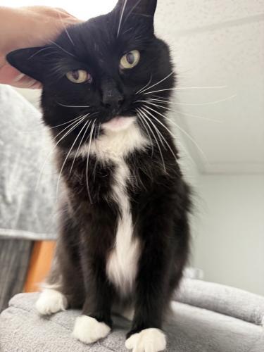 Enlarge Caroline, a Adoptable Domestic Medium Hair in St. Johnsbury, VT image 1/3